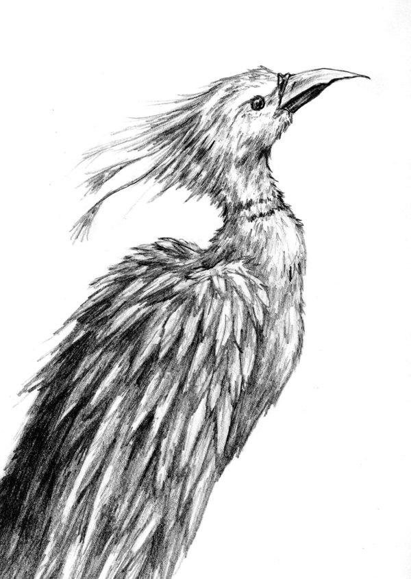 600x845 Bird Sketch By Shmeeden - Bird Sketch