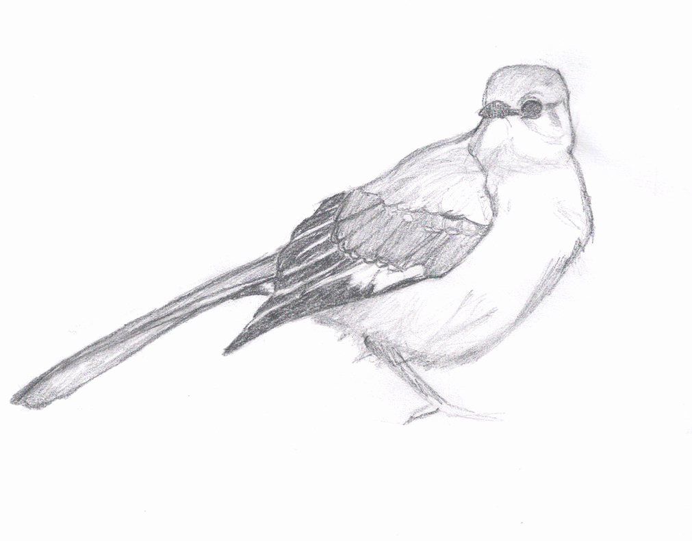 1011x790 Fresh 30 Bird Sketch - Bird Sketch