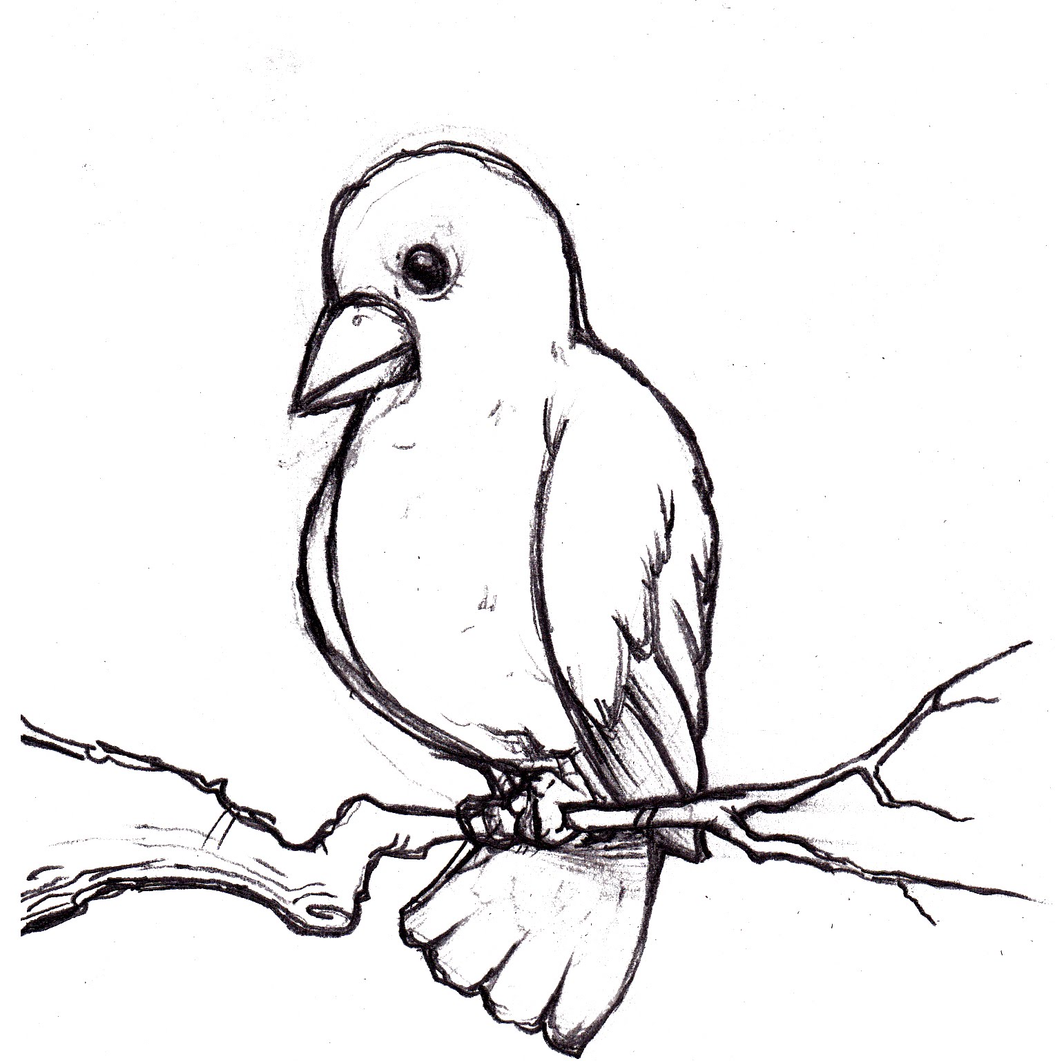 1528x1536 The Art Of Kelly Knopp Bird Sketch - Bird Sketch