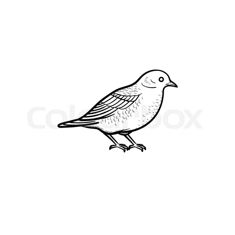 800x800 Vector Hand Drawn Bird Outline Doodle Icon. Bird Sketch - Bird Sketch