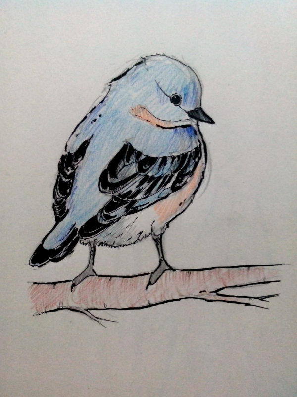 600x800 Another Bird Sketch Khakiout - Bird Sketch