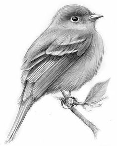 236x295 Bird Sketch Crafts~ For The Birds Bird Drawings - Bird Sketch