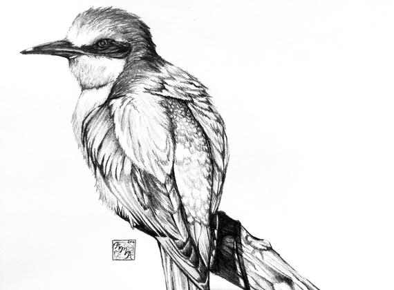 Bird Sketch at PaintingValley.com | Explore collection of Bird Sketch