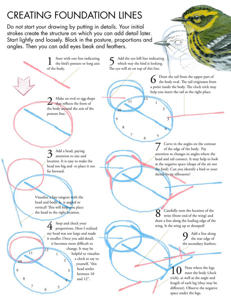 768x1024 Drawing Birds Tutorial - Bird Sketch Drawing