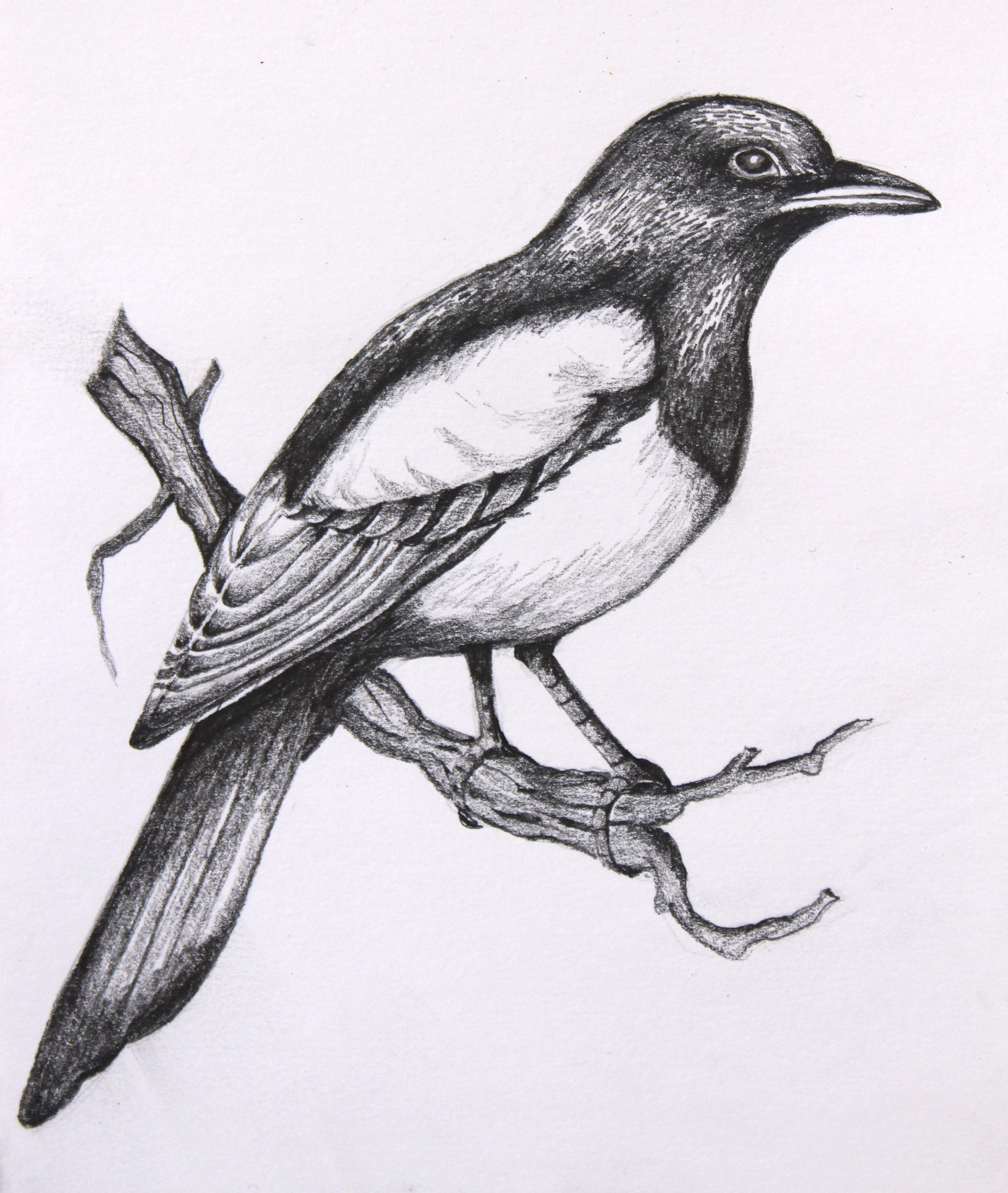 3225x3817 Easy Shading Drawing Of Birds Step By Step Easy Pencil Drawings Of - Bird Sketch Drawing
