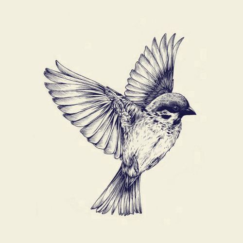 500x500 Pictures Beautiful Birds Sketches, - Bird Sketch Drawing