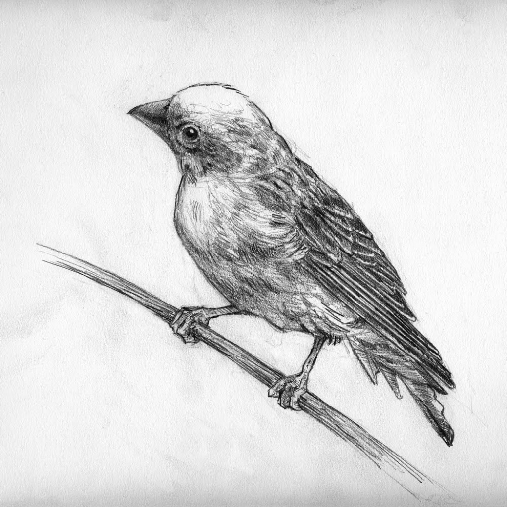 1024x1024 Beautiful Sketch Of Bird Beautiful Pencil Sketches Of Birds New - Bird Sketch Drawing