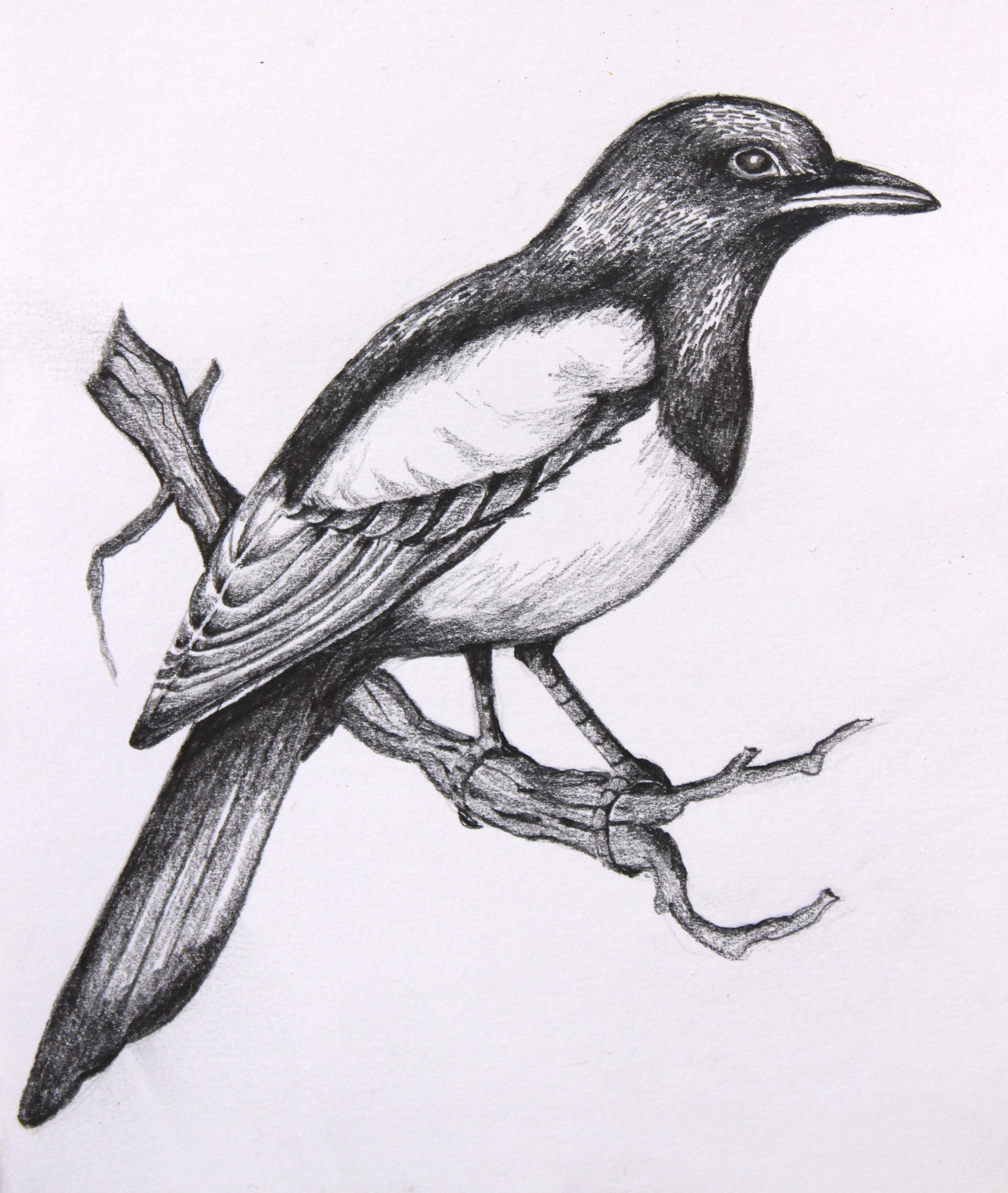 Pencil Shading Pictures Of Birds