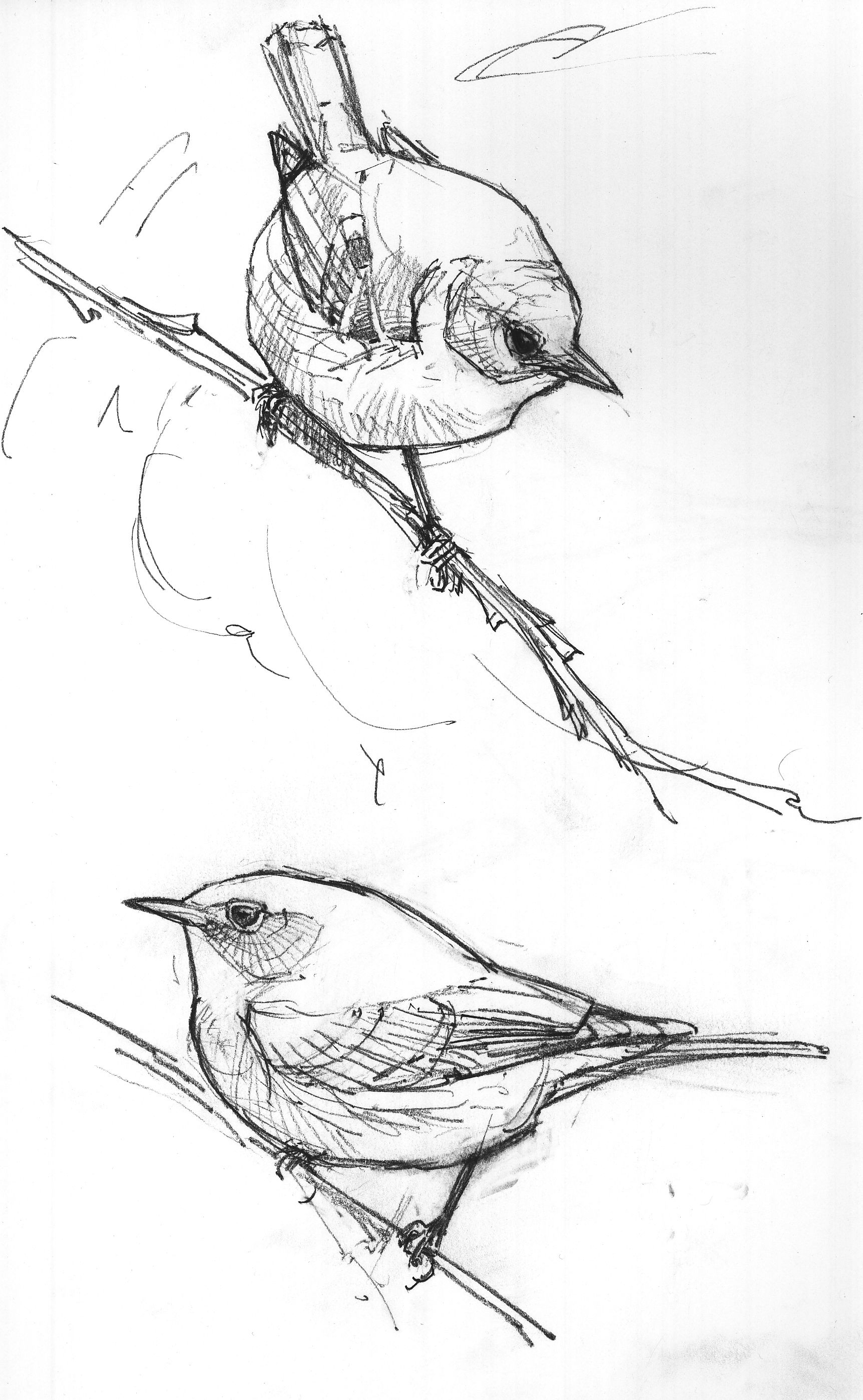 1724x2797 Easy Sketches Of Birds North American Bird Sketches Bird Sketch - Bird Sketch Easy