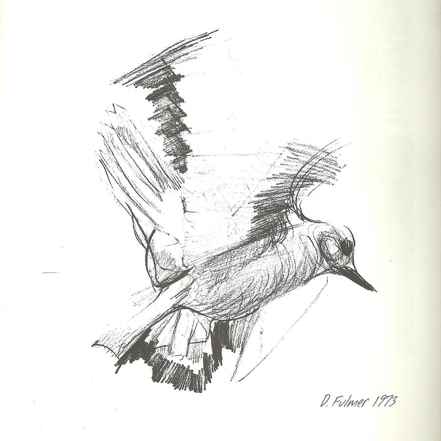 900x900 Flying Bird Sketch Drawing By Denise Fulmer - Bird Sketch Easy