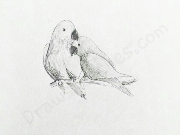 600x450 How To Draw Love Birds In A Few Easy Steps With Pictures - Bird Sketch Easy