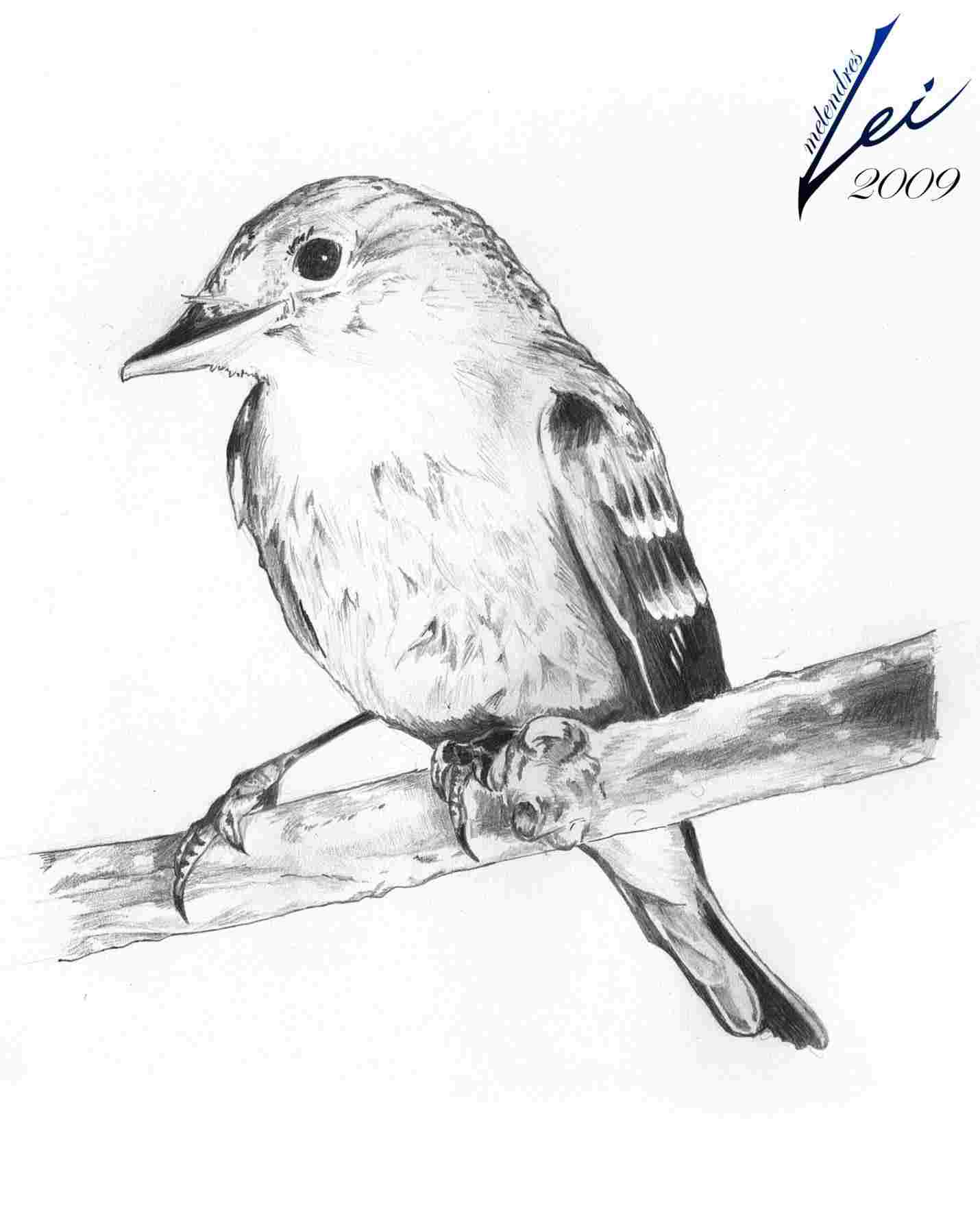 Bird Sketch Easy at Explore collection of Bird
