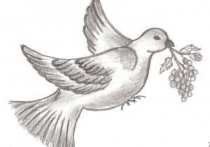 300x210 Bird Sketch Beginners How To Draw And Shade A Bird With Pencil - Bird Sketch Easy