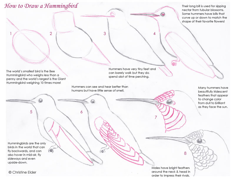 792x612 Bird Sketching Tutorials - Bird Sketch Step By Step