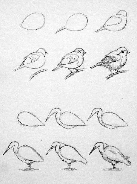 459x615 Pin By Jordie Jones On Zeichnen Drawings, Bird - Bird Sketch Step By Step