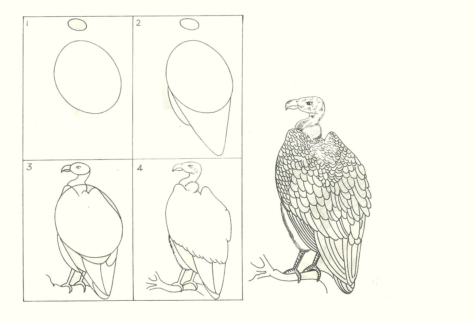 1600x1085 Studentsdrawing Animal Step By Step Easy Outline Drawing Bird Eagle - Bird Sketch Step By Step