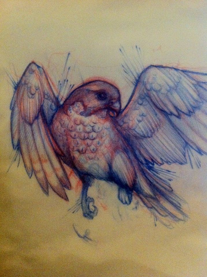 717x960 Bird Tattoo Sketch Tattoo Sketches Sketches - Bird Sketch Tattoo