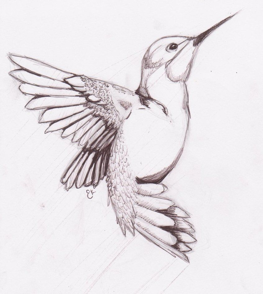 847x944 Drawings Of Hummingbird Tattoos Humming Bird Sketch By - Bird Sketch Tattoo