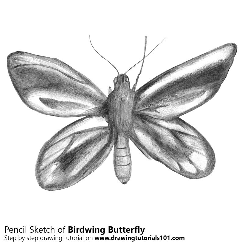 800x800 Birdwing Butterfly Pencil Drawing - Bird Wing Sketch