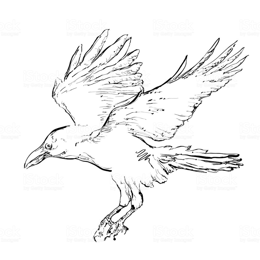900x900 Download Draw Crow Black And White Clipart Drawing Crow Drawing - Bird Wing Sketch