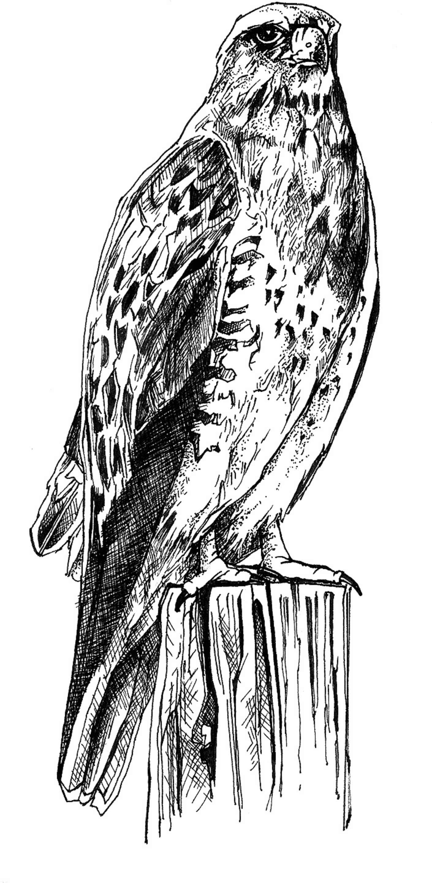 1410x2880 Free Images Branch, Wing, Black And White, Line, Bird Of Prey - Bird Wing Sketch