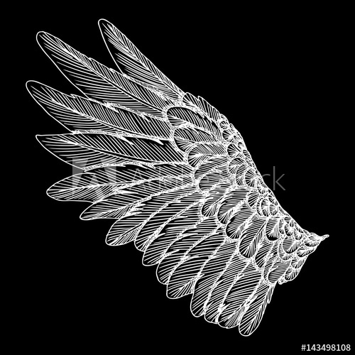 500x500 Hand Drawn Vintage Bird Wing. Sketch Vector. - Bird Wing Sketch