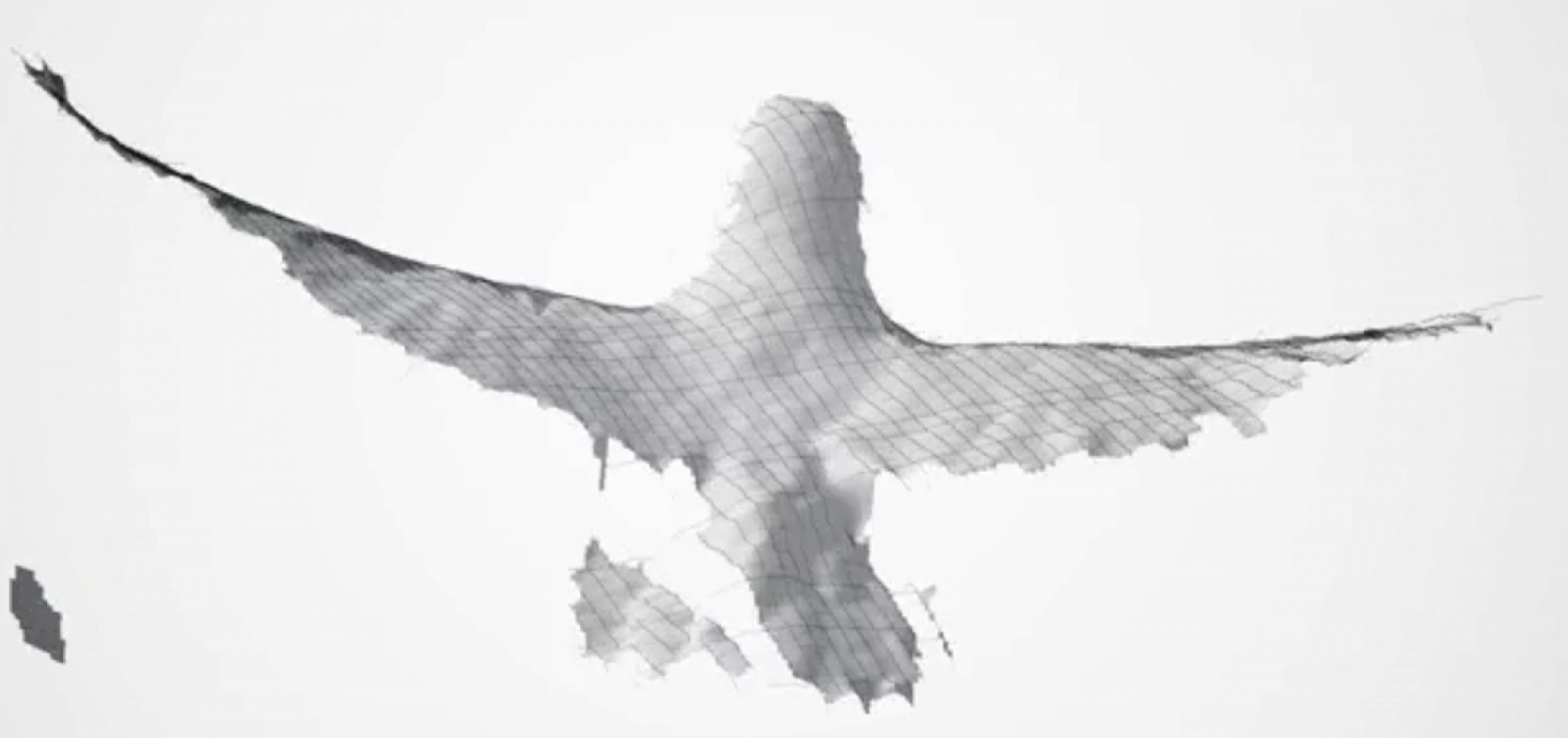 3200x1505 How Do Birds Fly So Well In Complex, Turbulent Environments - Bird Wing Sketch