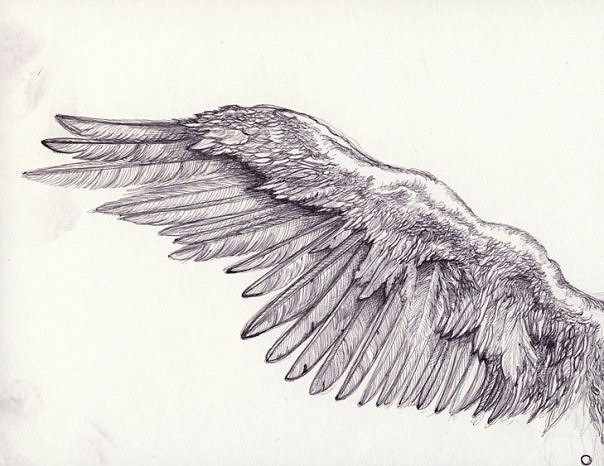 604x466 Bird Wing Bird Wing From My Name Is O. - Bird Wing Sketch