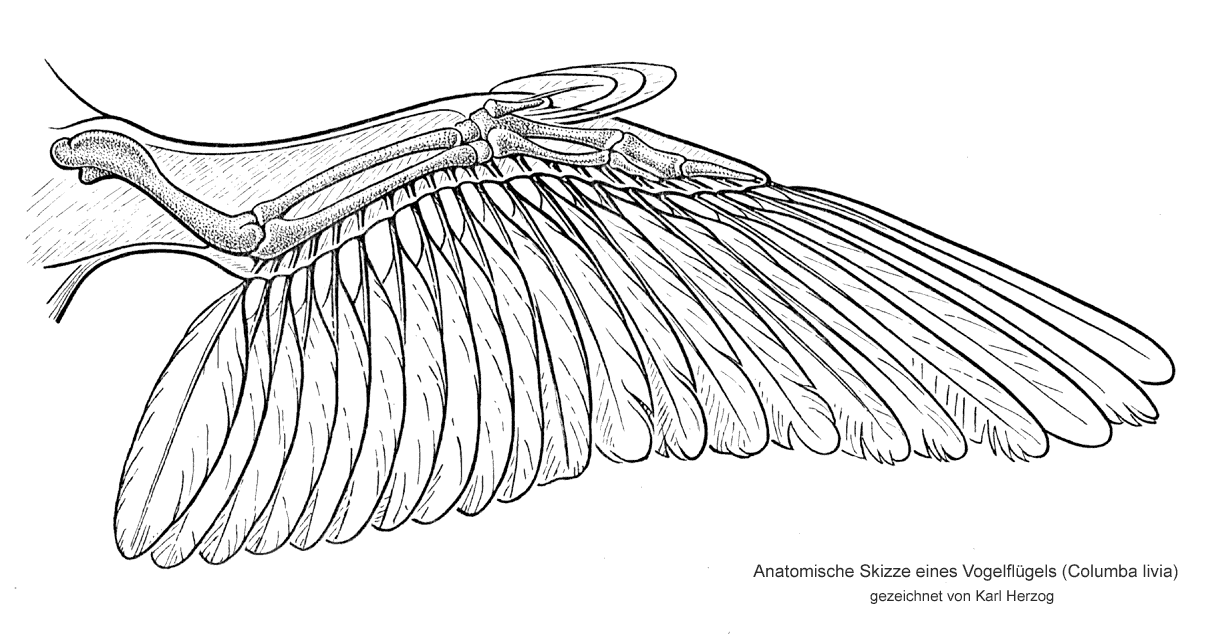 1219x634 Bird Wing Anatomy Bird Wings, Anatomy - Bird Wing Sketch