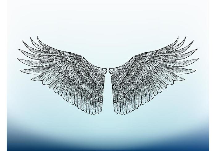 700x490 Bird Wings Image - Bird Wing Sketch