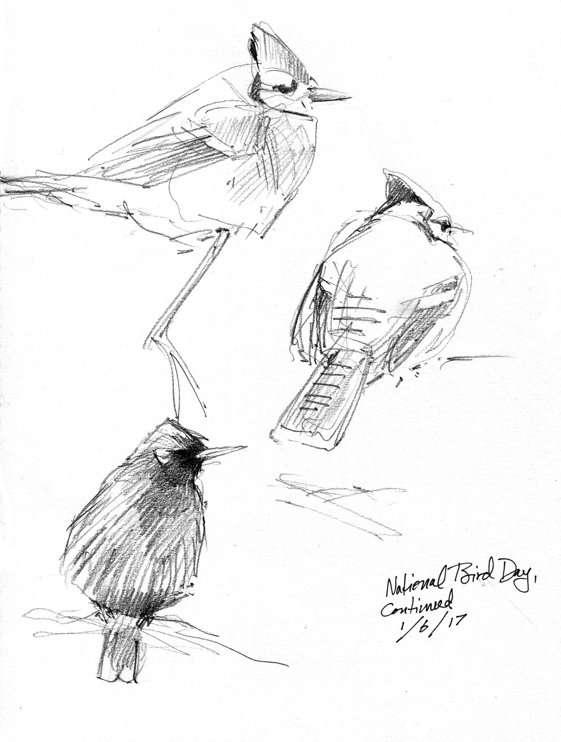 1813x2400 Heavy Weather Not Too Bad For Birds. Drawing The Motmot - Birds Images Sketch