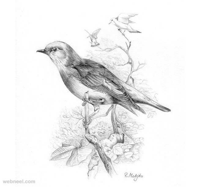 660x613 Collection Of Bird Sketch Drawing High Quality, Free - Birds Images Sketch