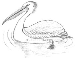 262x202 Popular Bird Drawings - Birds Images Sketch