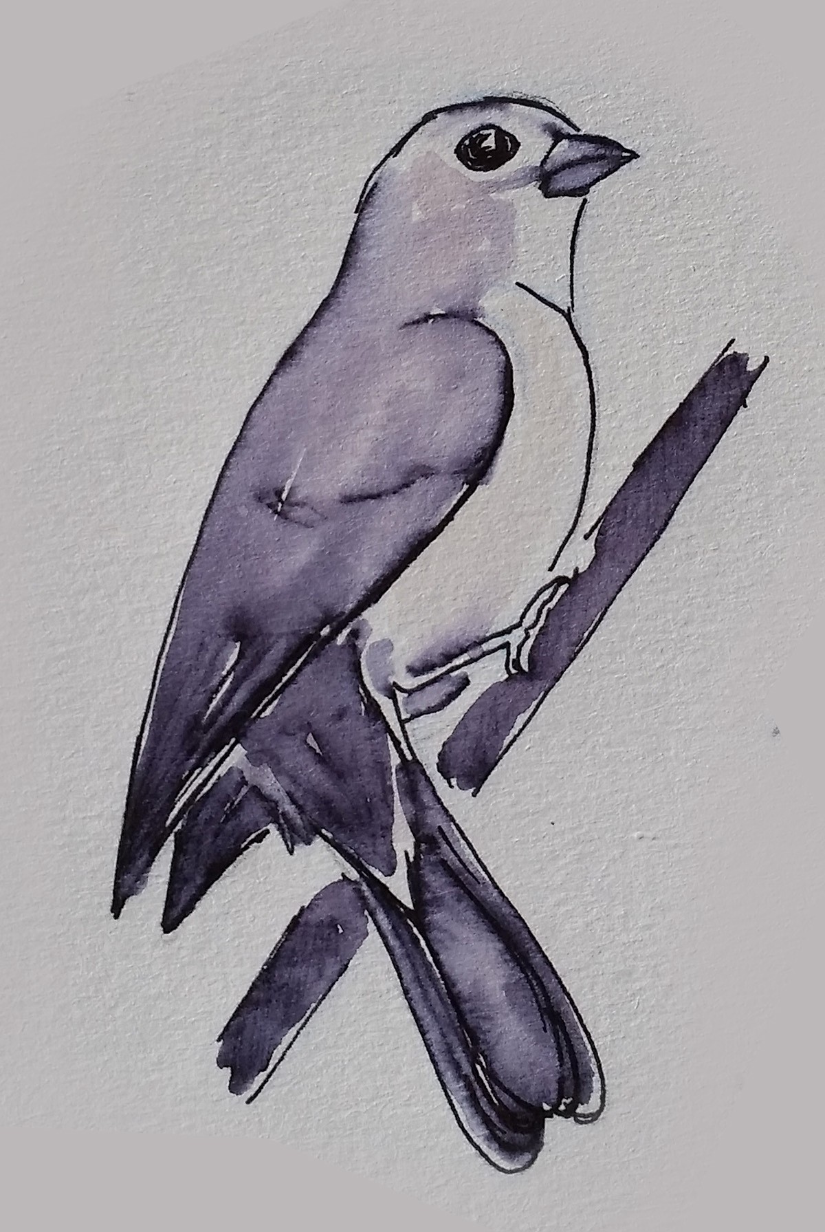 1200x1791 Quick Tips For Sketching Backyard Birds Christine Elder Medium - Birds Images Sketch