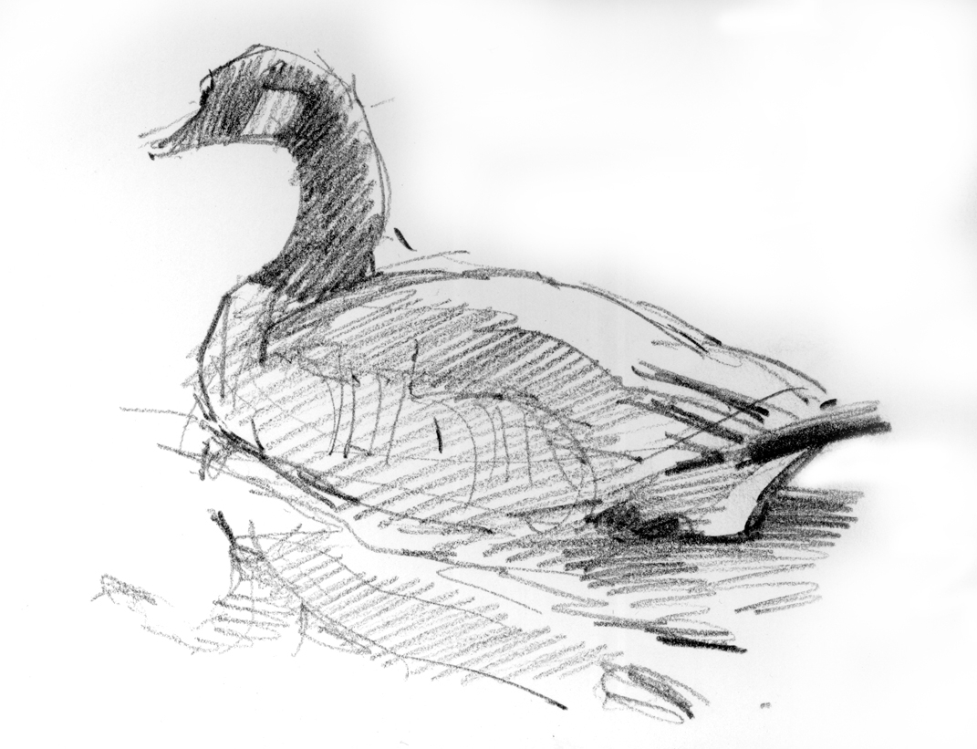 1071x821 Sketch Birds Drawing North American Bird Sketches Bird Sketch - Birds Images Sketch