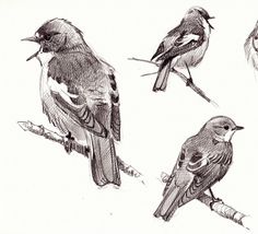 236x214 78 Best Bird Illustrations Amp Sketch Images Birds - Birds Images Sketch