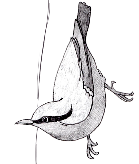 450x530 Sketching British Birds With The Dynamic Sketch Tool - Birds Images Sketch