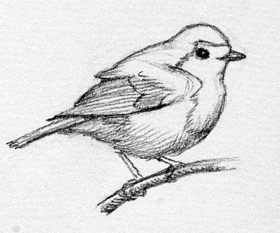 573x477 Bird Sketch Crafts~ For The Birds In 2018 Drawings - Birds Images Sketch