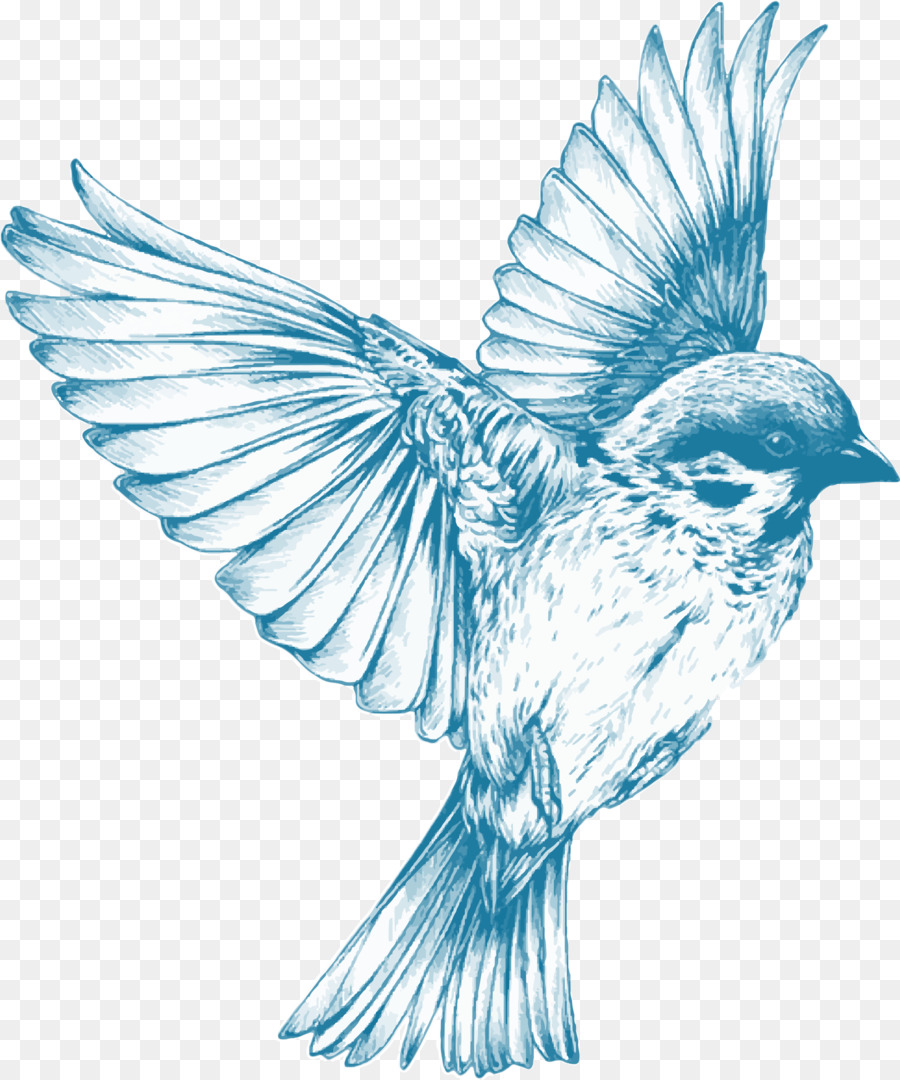 900x1080 Drawing Birds Drawing Birds Sketch - Birds Sketch Images