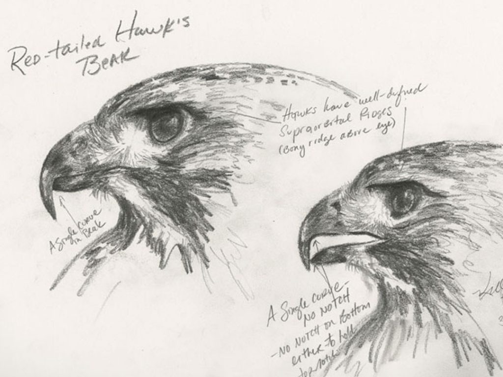 1024x768 Tip To Tail The Art Of Sketching Birds - Birds Sketch Images