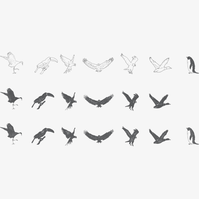 650x651 All Kinds Of Birds Pose, Sketch, Birds, Flight Png Image And - Birds Sketch Pictures