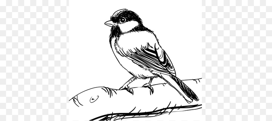 900x400 House Sparrow Drawing Birds Drawing Birds Sketch - Birds Sketch Pictures