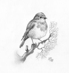 236x247 Bird Sketch Crafts~ For The Birds Drawings, Bird - Birds Sketch Pictures