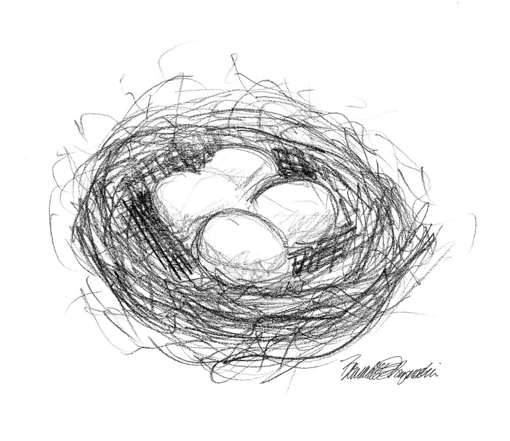 1000x865 Sketch Of Birds Nest Archives ~ The Creative Cat - Birds Sketch Pictures