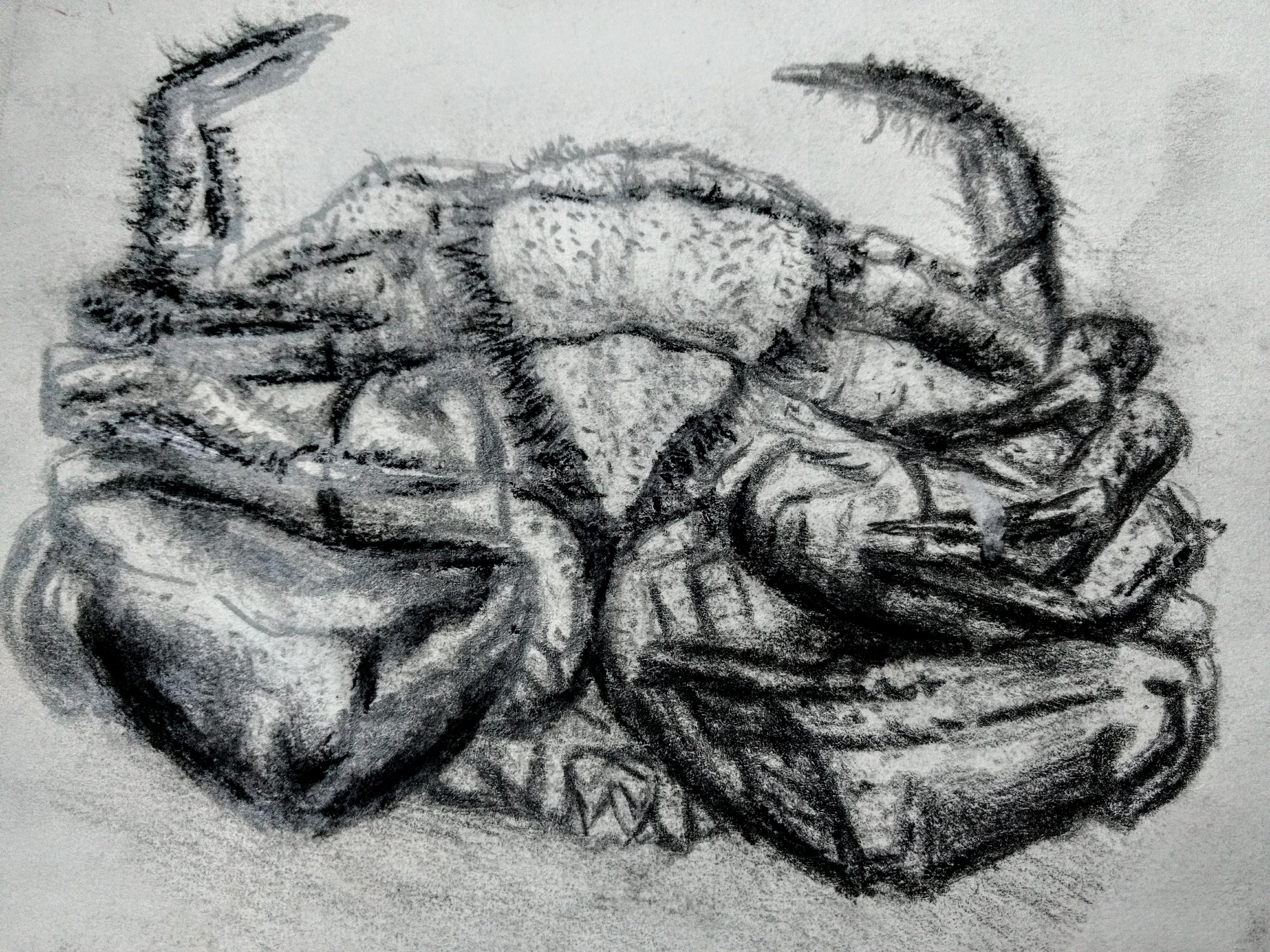 4192x3144 Crab Drawing Sketch And Photo In Birmingham Markets! Steemit - Birmingham Sketch