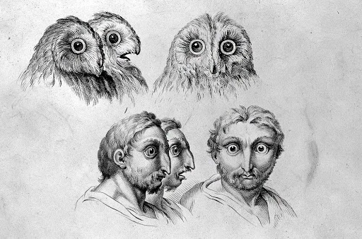 512x338 17th Century Sketches Comparing Human And Animal Faces Amusing - Bizarre Sketch