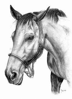 236x322 2484 Best Art - Black And White Animal Sketches
