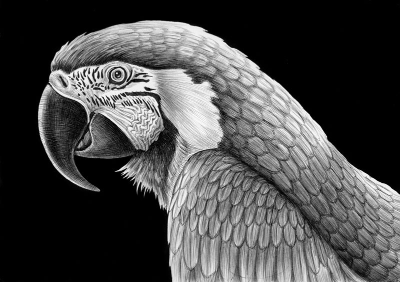 800x563 Detailed Animal Drawings Using Only Ink - Black And White Animal Sketches