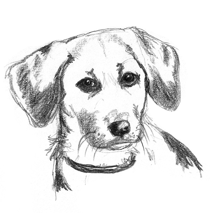 709x713 Dog Sketches - Black And White Animal Sketches