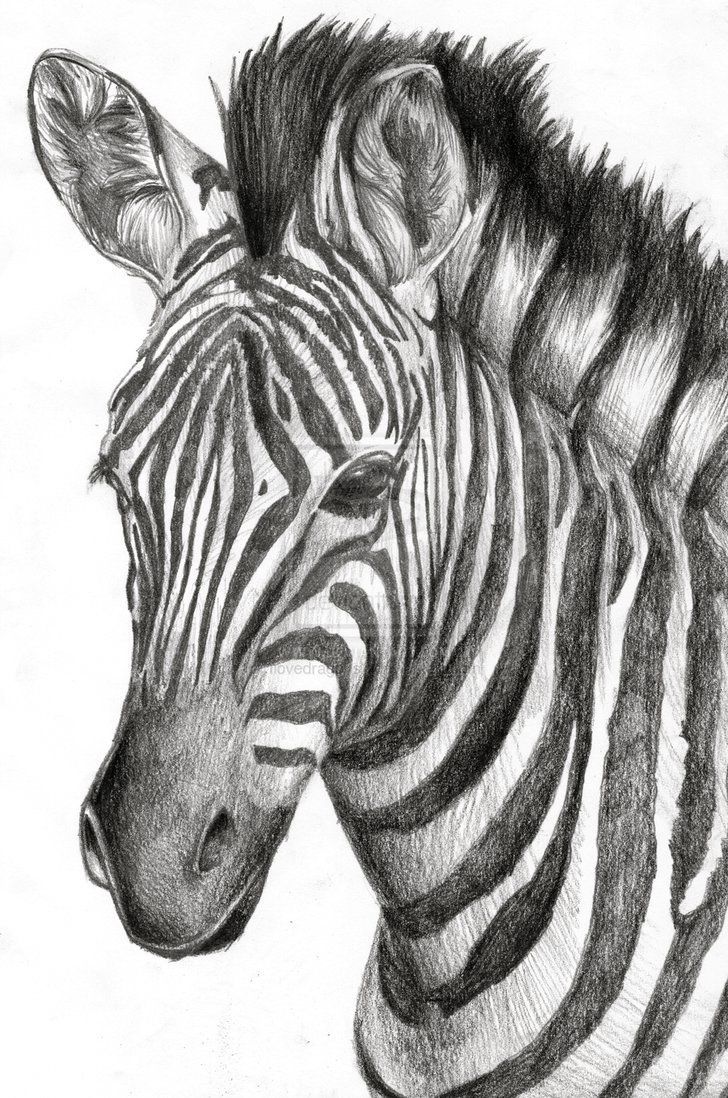 728x1098 Pin By Alesia Leach On Zebra Drawings, Animal - Black And White Animal Sketches